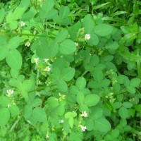 Oxalis barrelieri L.